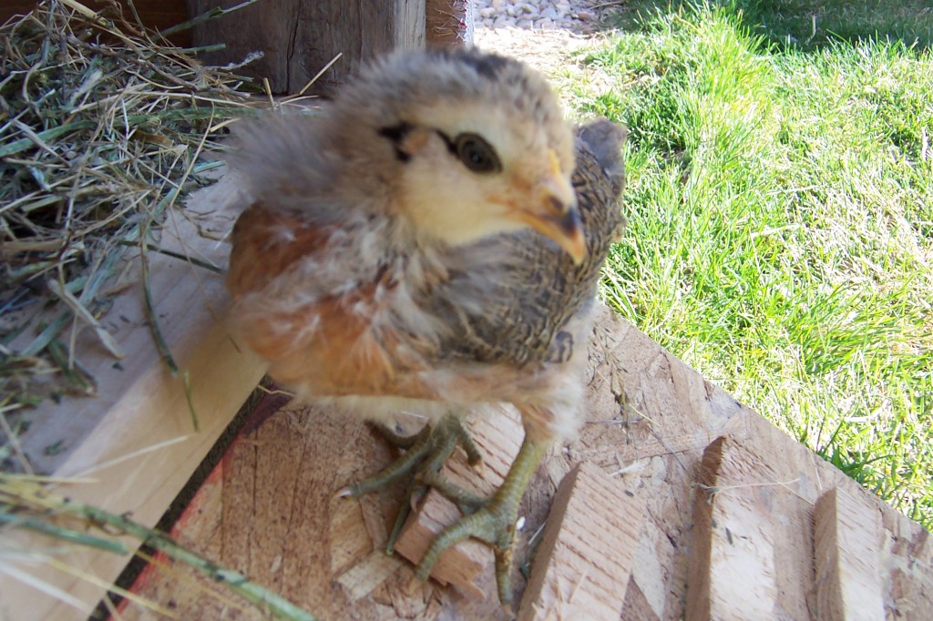 Chick on step