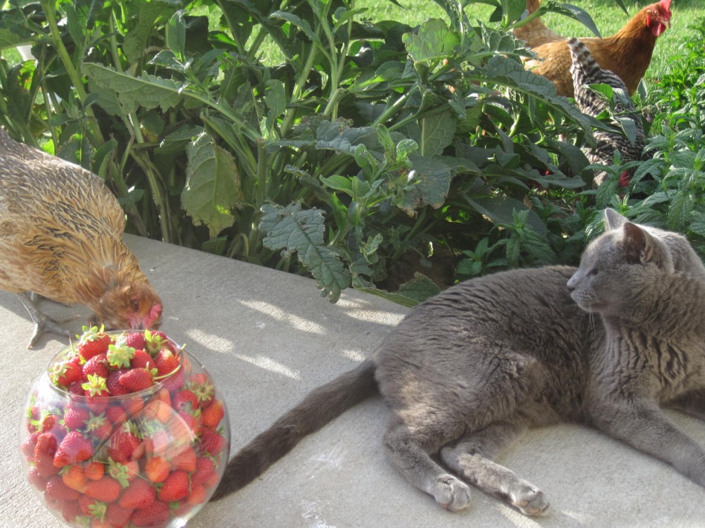 Chicken strawberries and cat