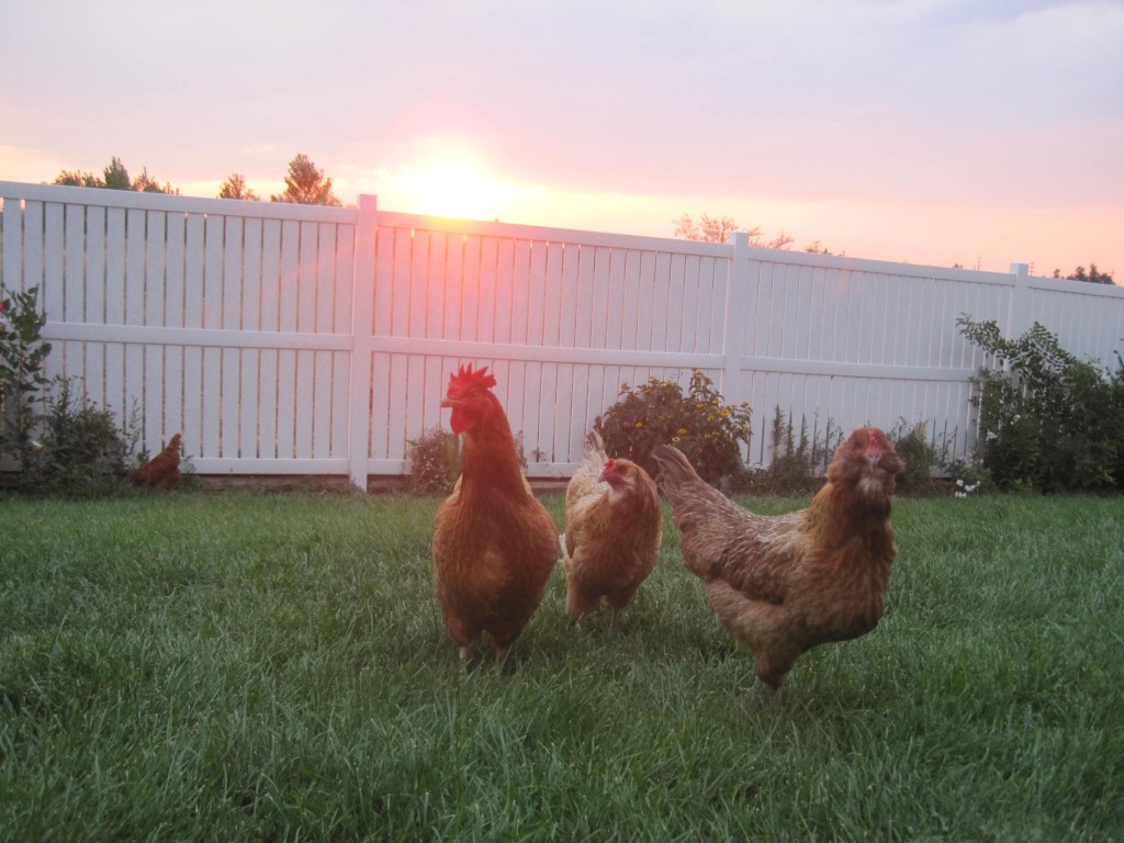 Chickens at Dusk