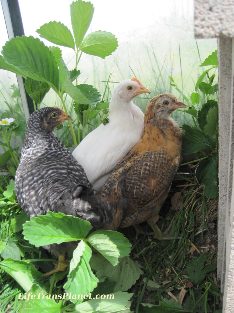 In the greenhouse