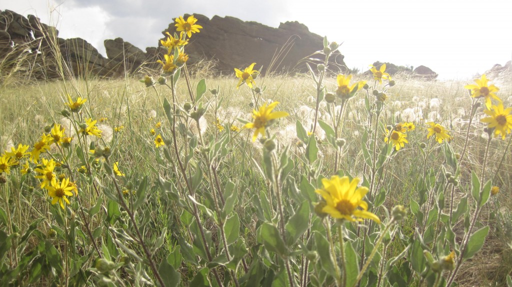 Yellow wildflower field and devils backbone