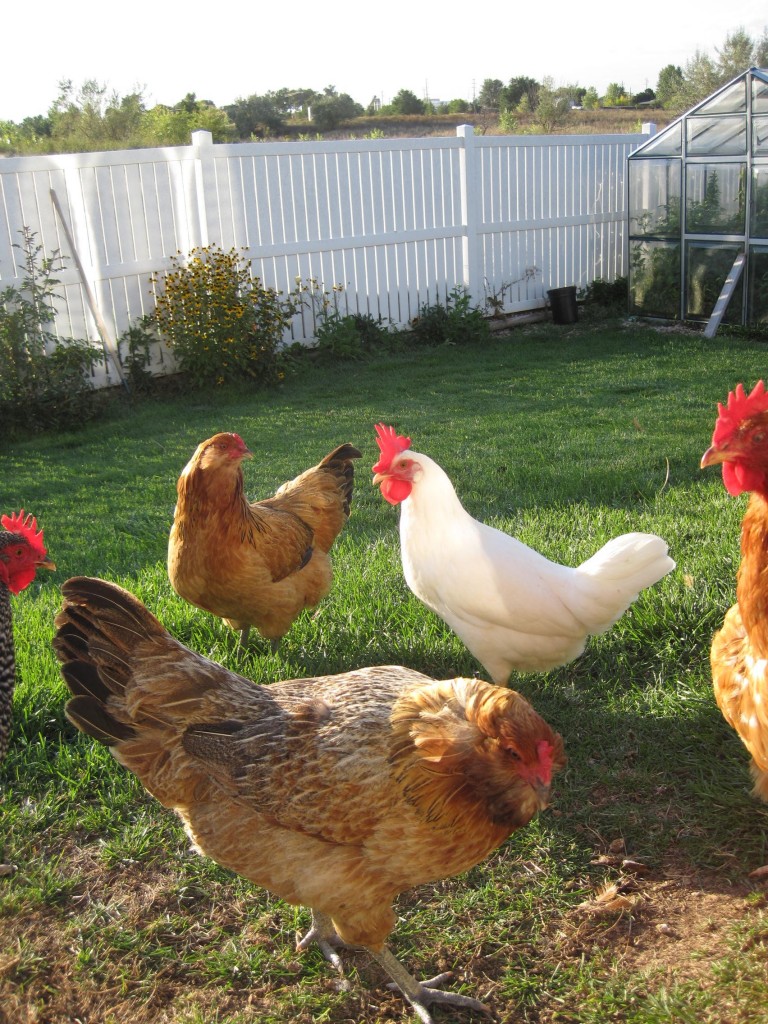 americana chickens