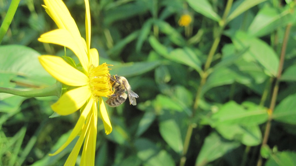 Bee and yellow flower