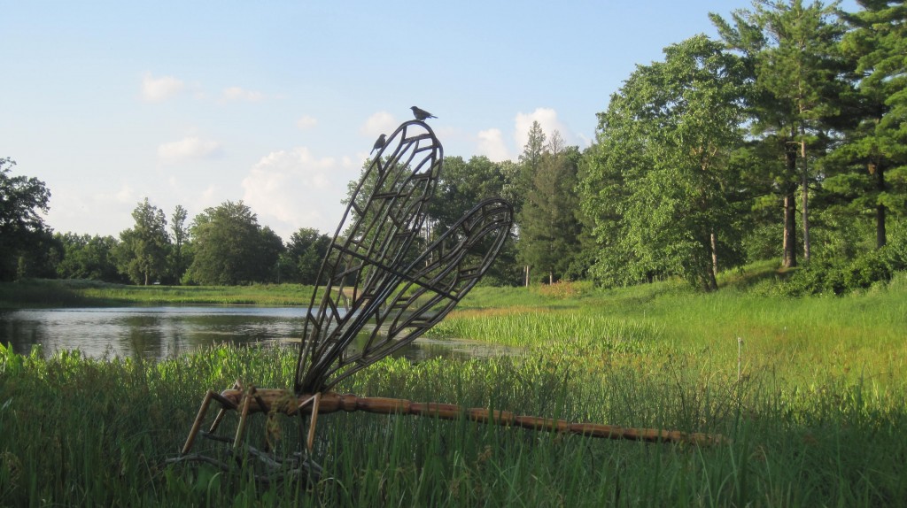 Birds and big dragonfly