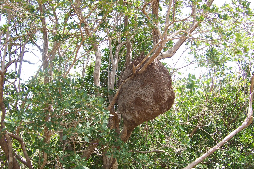 Termite hive