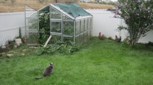 Kitty and the greenhouse