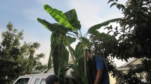 banana tree