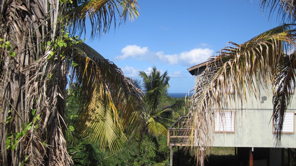 House Palms and Ocean