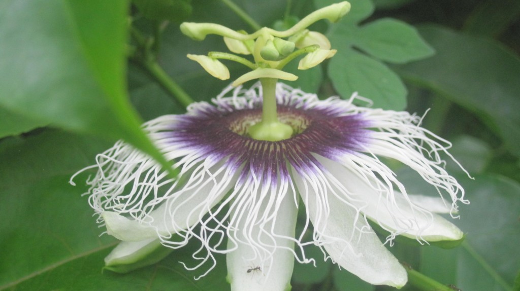 Passion flower