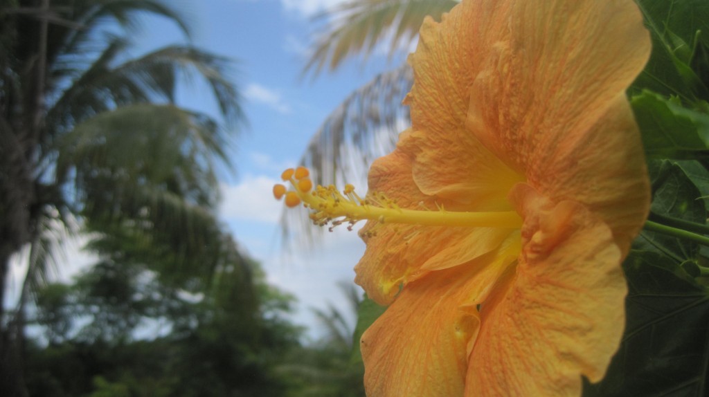 orange hibiscus