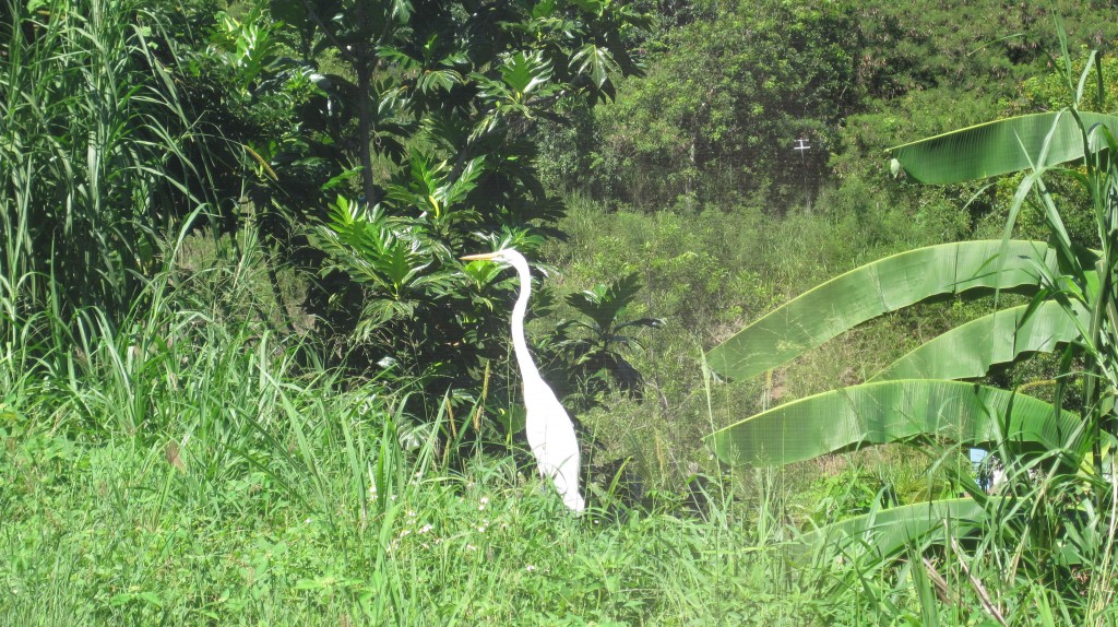 white bird