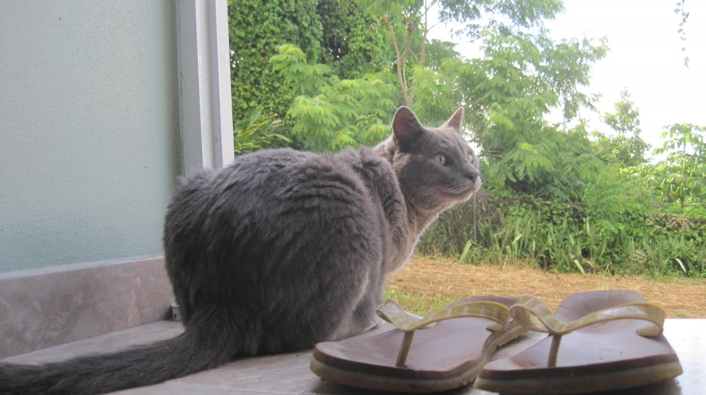 Kitty and flipflops