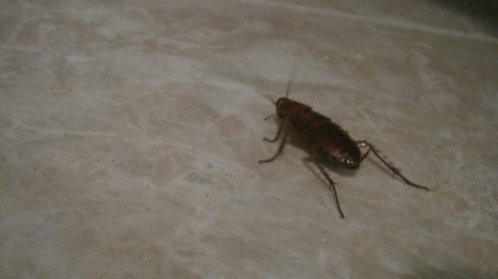 Roach