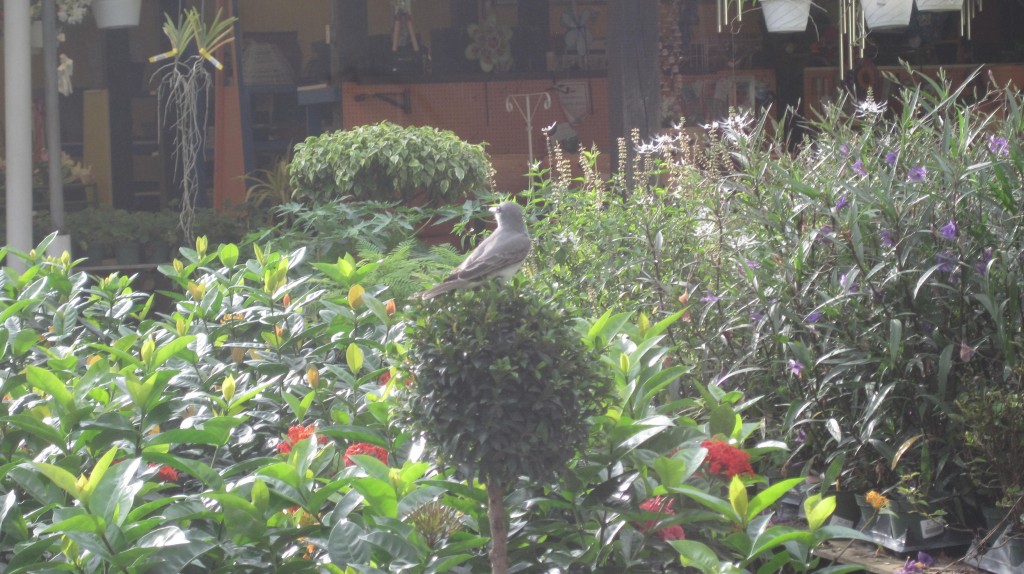 Bird in Jardines