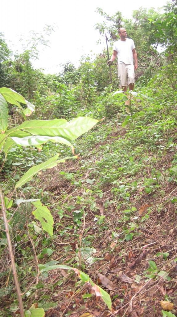 Britton and Cacao plants