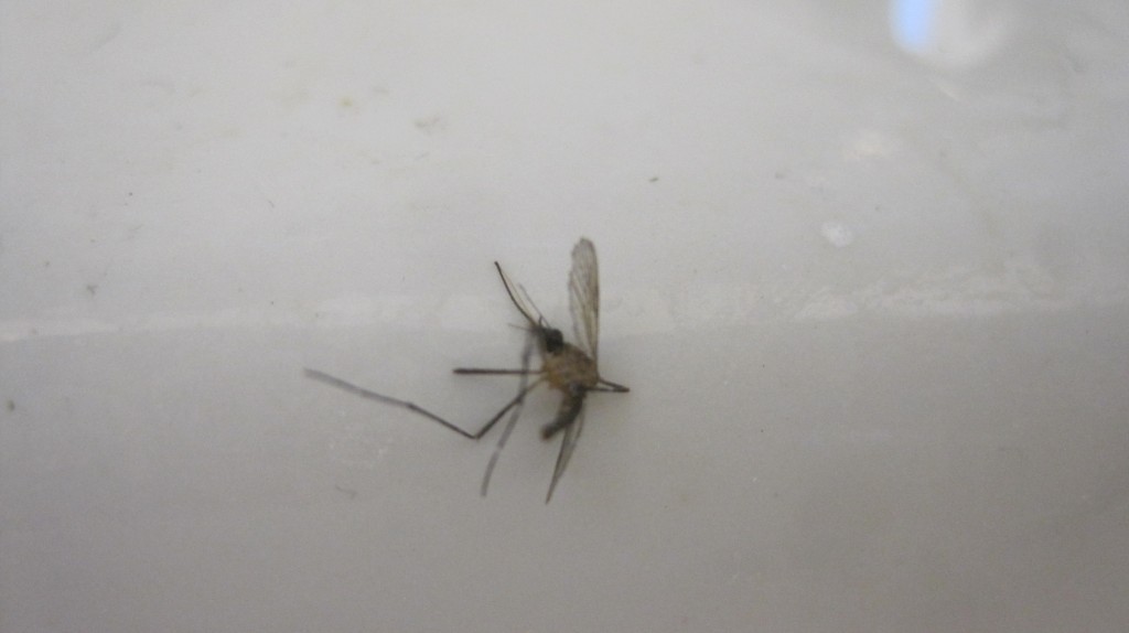 Dead Mosquito