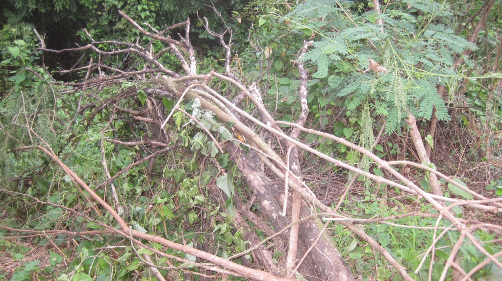 Dead citrus trees