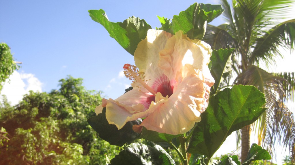 Hibiscus