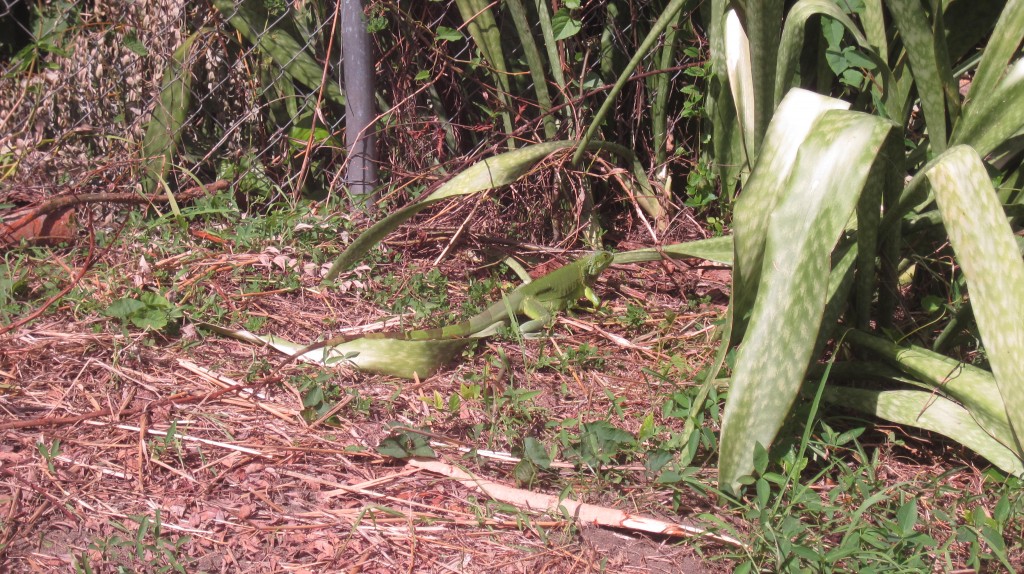 Iguana