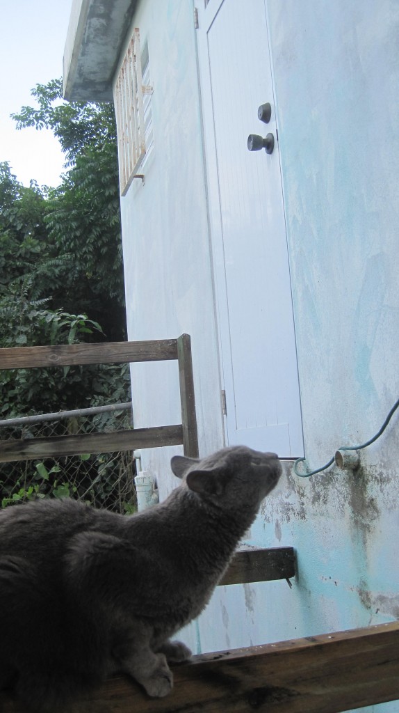 Kitty looking up on deck