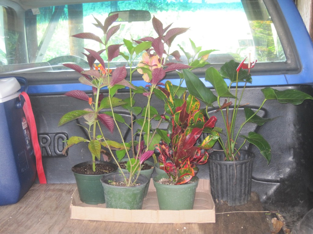 Plants from Jardin de Mother