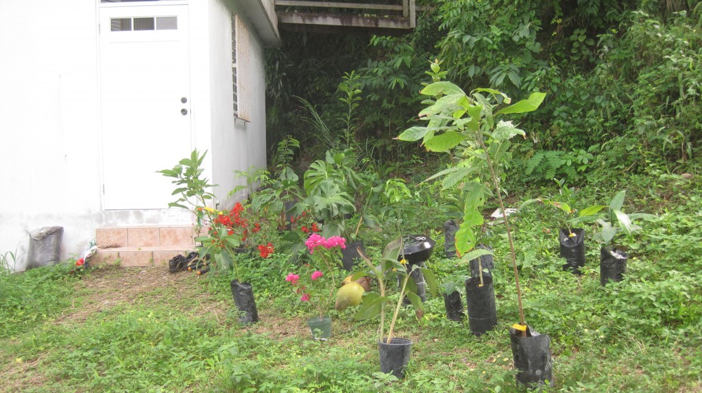 Plants in front of cabana