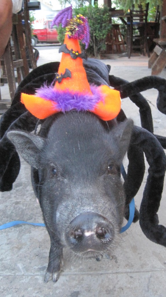 Spider pig