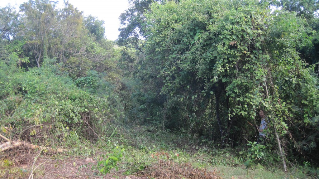 Tree With Vines