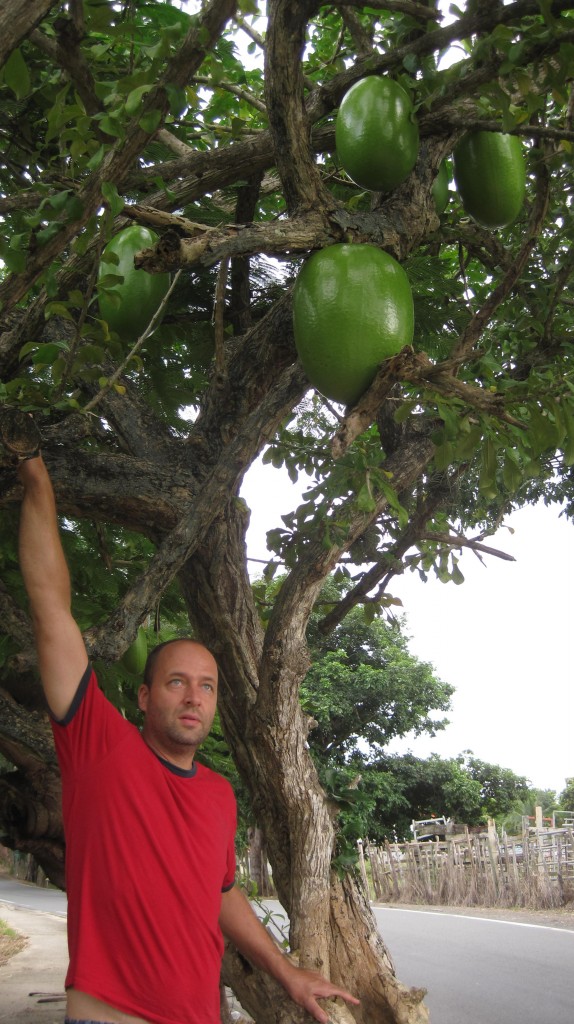 Britton monkey in the watermelon tree