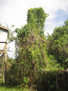 Monster bee tree