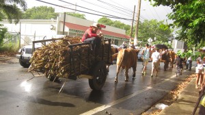 Sugarcane