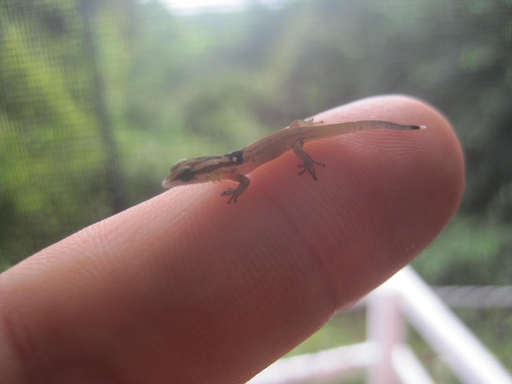 Tiny Lizard