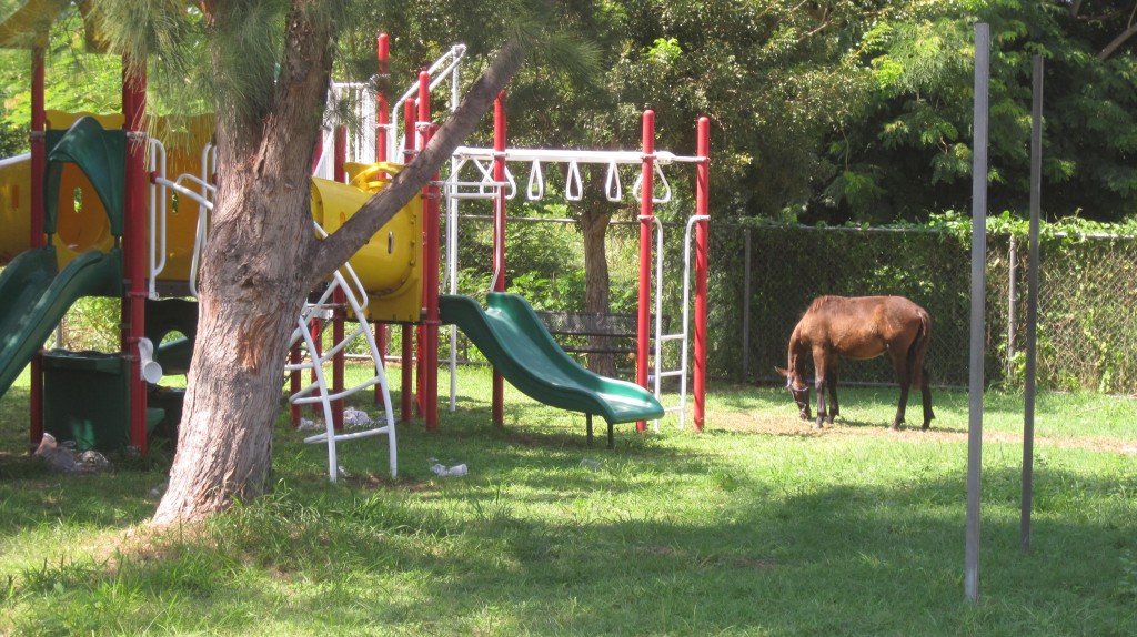 horse and playground