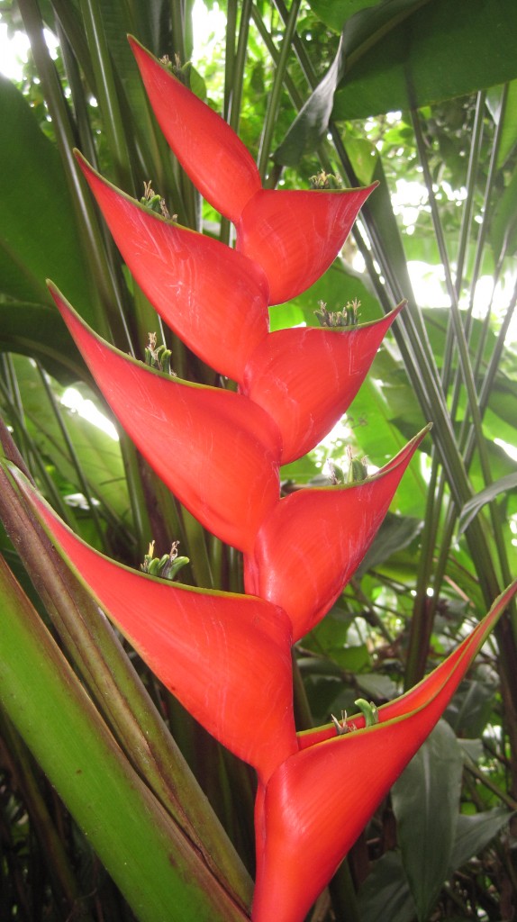 Heliconia