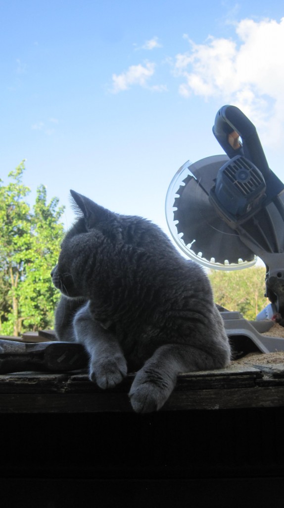 Kitty and the saw
