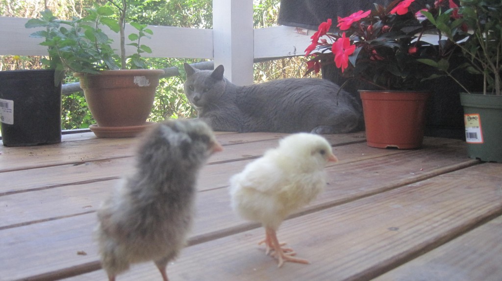 Chicks and Kitty