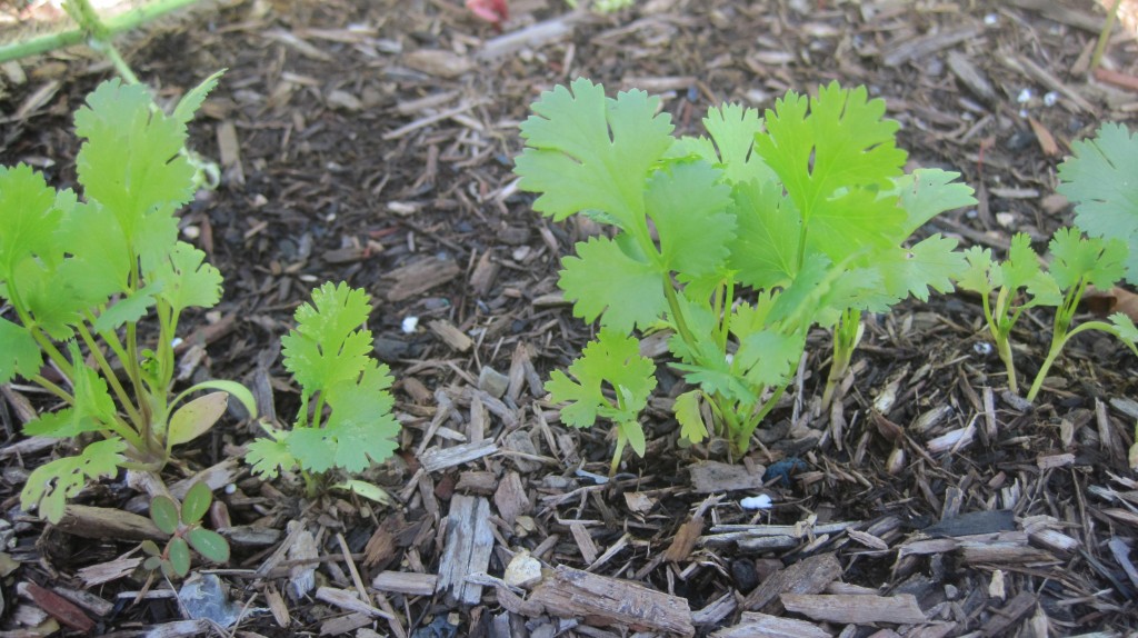 Cilantro