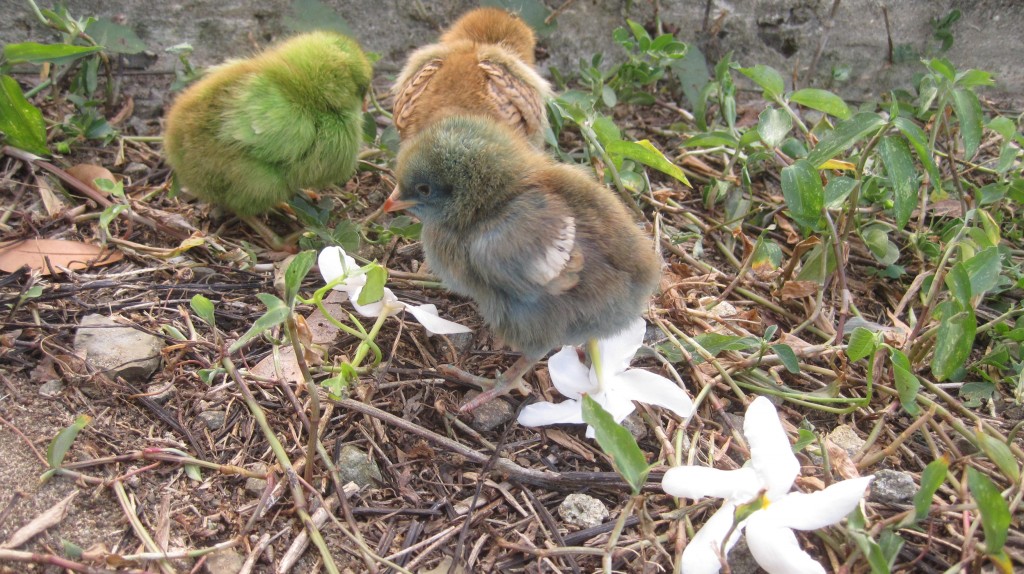 Colorful chicks