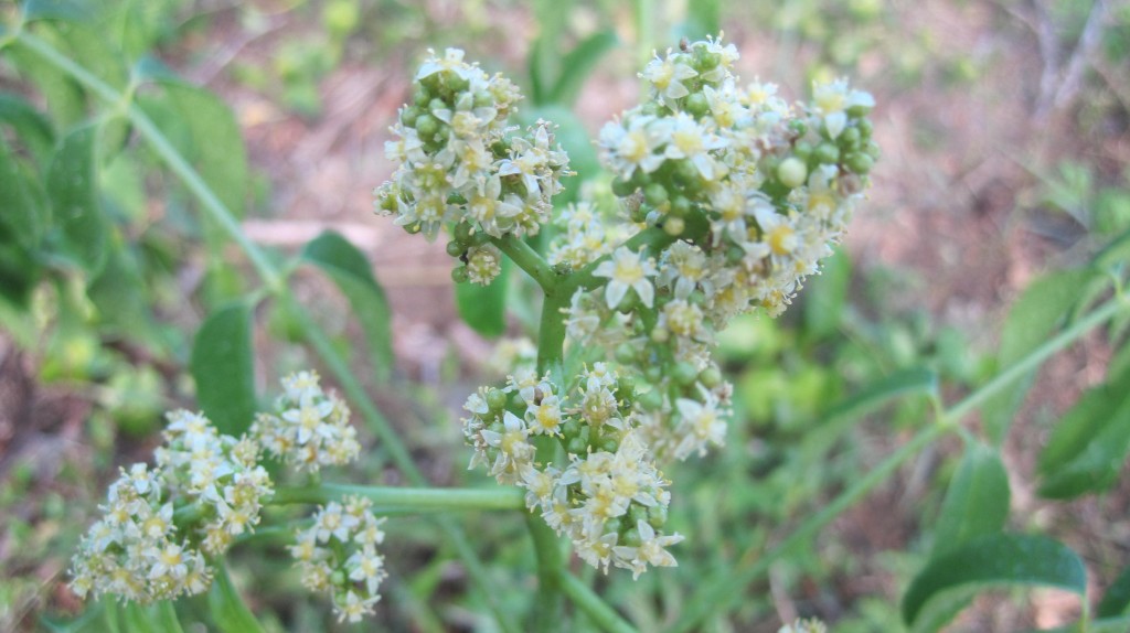 Jobo Blossoms