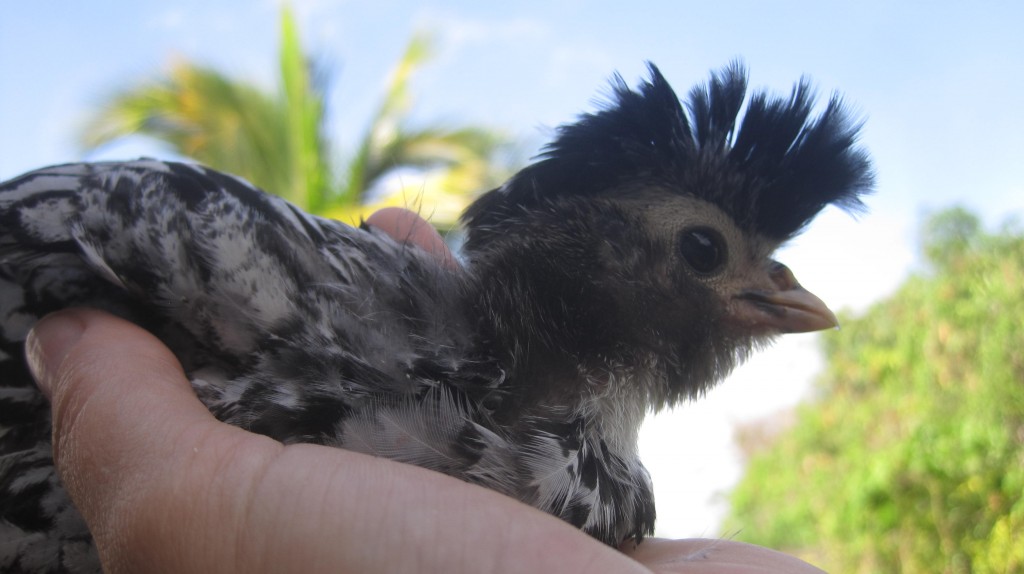 Mohawk Chick