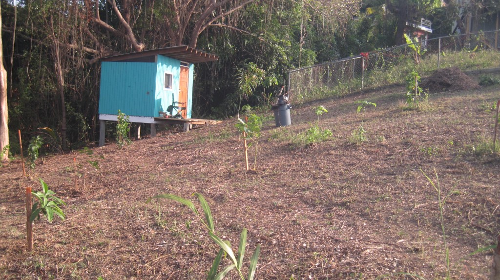 New trees cabana and coop