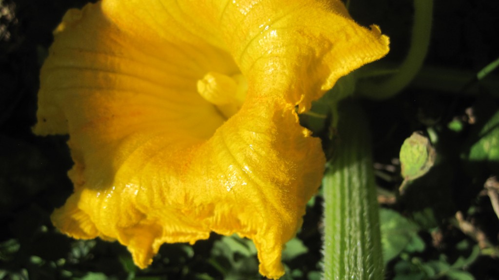 Pumpkin Flower