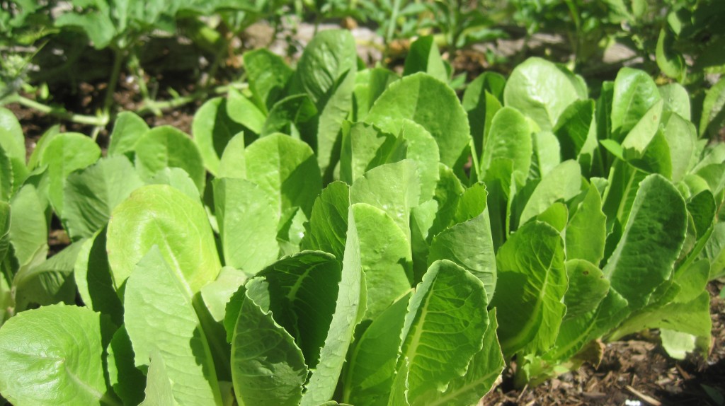 Romaine