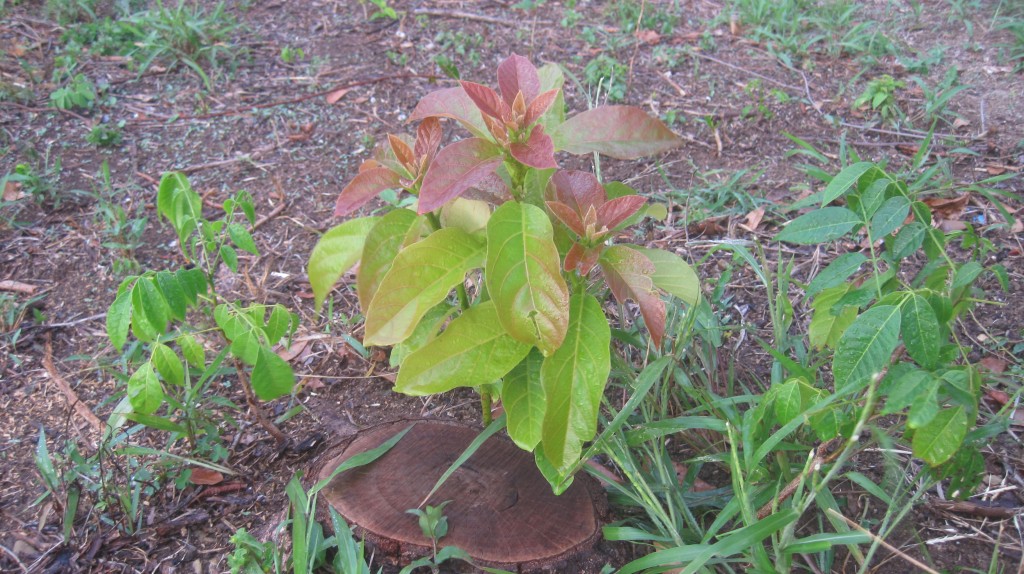 Avacado Regrowing