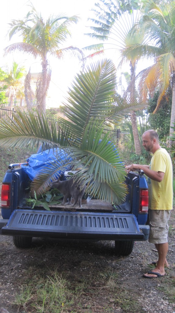 Palm in Truck2