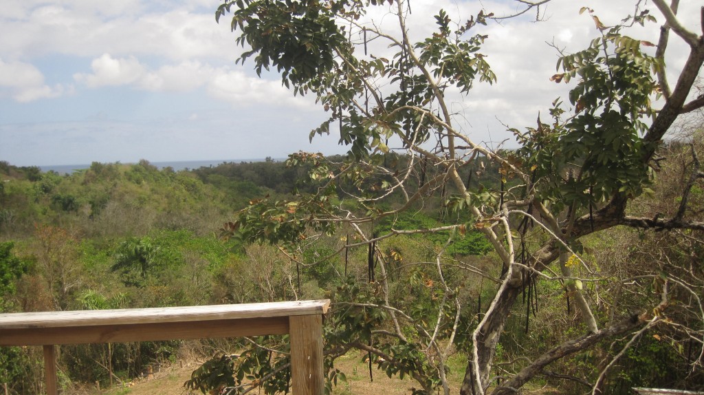 Ugly tree from deck