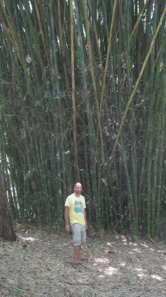 BK Bamboo