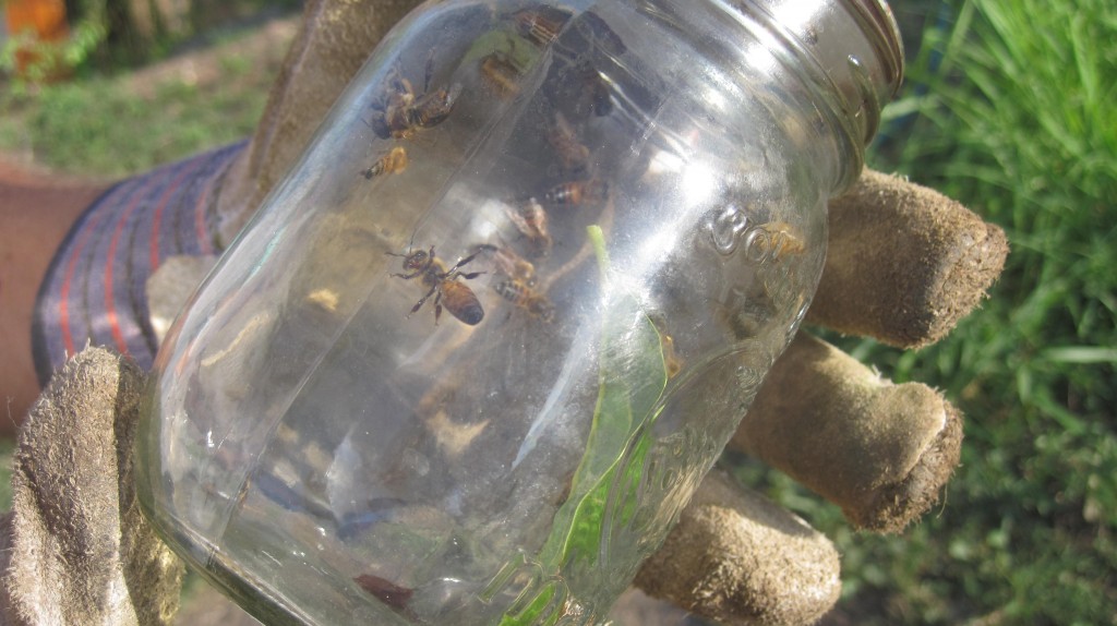 Bees in a jar