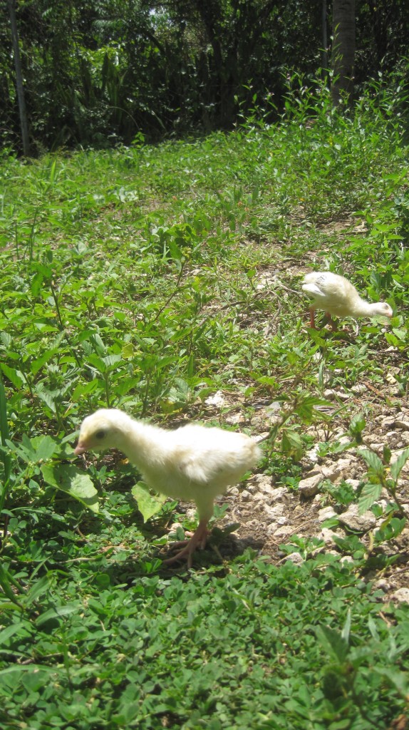 Poults in Yard