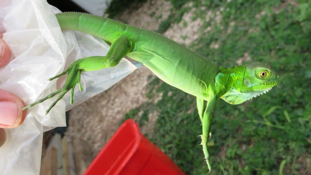 Baby Iguana (small)